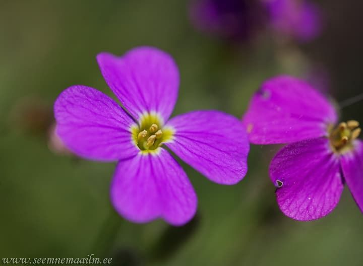 Aubrieta cultorum Aedaubrieeta Aubrieta hybrida Värd-aubrieeta